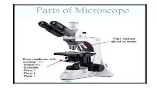 Phase Contrast Microscope  Video No 1223