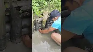 Catching eels and catfish in the mud #catchingeels #catchingcatfish #mud #drainingponds