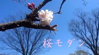 【Aone Gai】Sakura Modern【UTAU Cover】
