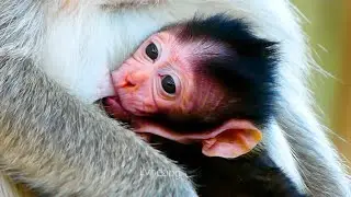 Primate monkey.../Please loves cute baby.../Real life baby.../Nice clip