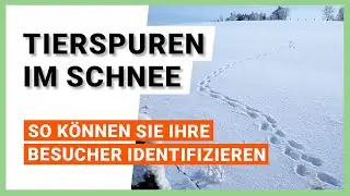 Tierspuren im Schnee erkennen: eine &Uuml;bersicht