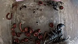 &ldquo;Scorpions & Millipedes Found Together! Unexpected Backyard Discovery 🦂🐛&rdquo;