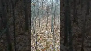Perk testing 1