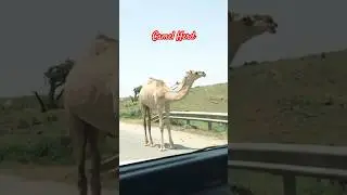 Camel Herd | Salalah #camel #shorts   #oman