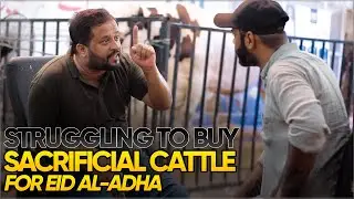 Pakistanis struggling to buy sacrificial cattle due to inflation | Zafar Abbas | JDC Qurbani |  2022