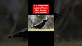 You Heard Of A Murder Of Crows. How About A Crow Funeral? | #DeepLook #shorts #crows