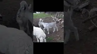 Goats are the funny shorts  #shortsfeed #goats #catfails #cat #funnycats #goatfails #goatshorts