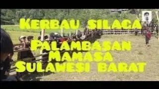 Kerbau silaga pada acara Rabu Solo' Palambasan Mamasa Sulawesi Barat