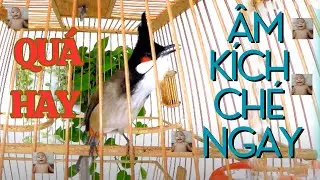 Chào Mào Kích Bổi Lên Lửa!.. Luyện Chào Mào Hót Đấu - Chào Mào Kích Trống Hót Căng Lửa. chào mào đấu