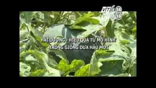 Giống dưa hấu lai F1 #Super_Fancy_555 trên kênh VTC16