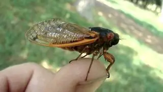 13 Year Cicada (Magicicada tredecim) call