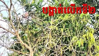 សាកបង្ហាត់ក្បែរៗផ្ទះ / Training Khmer New Dove near home #birds #pigeon #terkuku