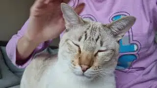 Lap cat purring & licking | Lynx point Siamese cat loves to be petted (ASMR)