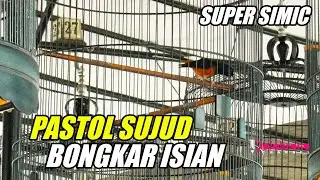 Piala Ketua SKS #1 : Telah Ditemukan Murai Pastol Gila SUPER SIMIC Hasil Penangkaran Surya Naga