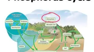 Phosphorus Cycle