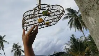 Suara serindit memujuk terbaik