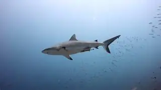 PNG October Diving 40 Miles South