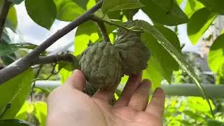 #98: Vườn Nh&agrave; Kaiden Garden Năm N&agrave;y Ra Sao?