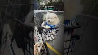 Dog riding a bicycle 🥰 #emotional #love #dog
