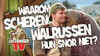 WAAROM SCHEREN WALRUSSEN HUN SNOR NIET? Cas de Ranger TV #03 - Julianatoren