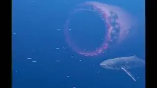 compilation of scary ocean clips!