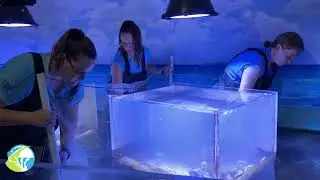 Reef HQ Aquarium Refurbishment Update #1 - Animal Relocation