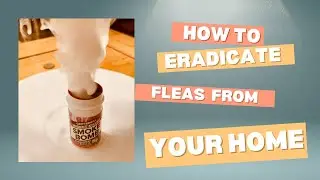 Flea bombing your home