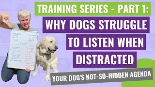Why Dogs Struggle to Listen When Distracted: The Secret Agenda (Training Series Part 1)