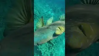 Рыба &ndash; Наполеон  в бухте Sharks bay. The Napoleon fish. Red sea. Egypt