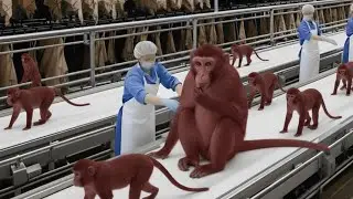 Inside the Leather Factory &ndash; From Rare Red Furred Monkey Hide to a High End Luxury Leather Bag