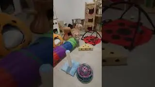 Chats en vacances - La vidéo du jour : 16/01/2026