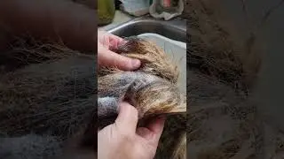 My first attempt at tanning (coyote tail)