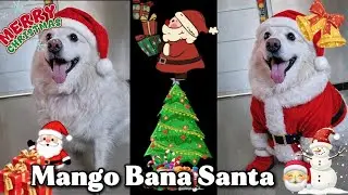 Mango Bana Santa 🎅🐶 | Cute Christmas Dog Reel | Funny Pet Video