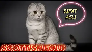 Jangan Coba Adopsi Kucing Scottish Fold,,!! Sebelum Nonton Video Ini!!