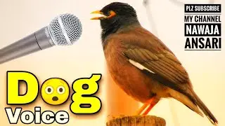 Myna bird Voice Dog | Animal video Happy New Year 2023