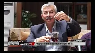 TOPRAĞIN HEKİMLERİ   ARAPGİR'DE MOR REYHAN YETİŞTİRİCİLİĞİ