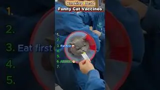 Ranking Best | Hilarious Cat Vaccination Moments