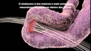 Mitose, cromossomas e cinetocoros