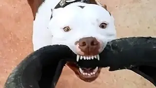 Como Soltar Mordida de Pitbull - Técnica na Pratica 1 - Cães Brasil