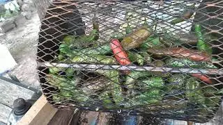 East Texas Chile Roast