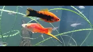13 Species Peaceful Community Fish Tank / 6 Foot 84 Gallon Display Aquarium
