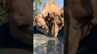 Very thirsty camels drink water in thar desert #animals #camel #desert #camellife