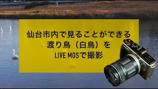 No.249：仙台市内の広瀬川で見ることができる白鳥などをLiveMOSセンサーで撮影〜LUMIX DMC-GX1 + M.Zuiko Digital ED 14-150mm F4.0-5.6