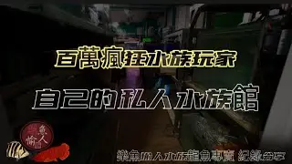 【樂魚愉人水族】客人の百萬私人收藏水族分享紀錄  Tracy-特瑞斯短身超龍王  #樂魚愉人水族 #水族館 #龍魚 #紅龍 #血紅龍