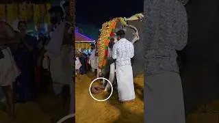 ELEPHANT 🔥 UTTOLY MAHADEVAN