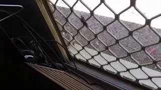 Baby magpie call