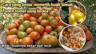 Panen tomat kedua; Cara memetik tomat yang benar