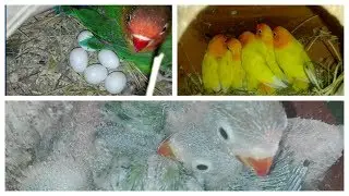 Love birds Colony Breeding progress