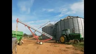 Farm grown Whitetail Deer Corn
