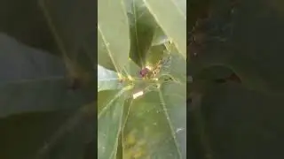 lisbon lemon 10 yrs old flowering